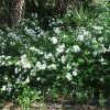 Spiraea cantoniensis